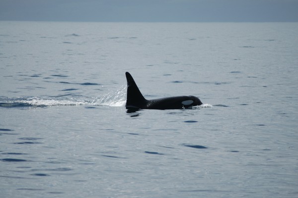 Killer Whales